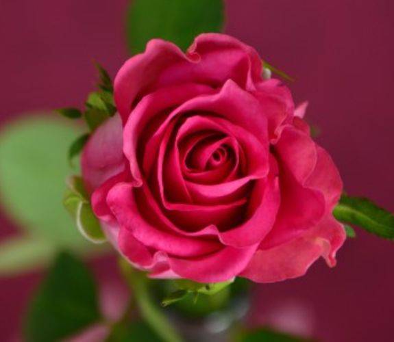 Learn how to say it with flowers Hotel Riva Arun Bangkok Learn how to say it with flowers Hotel Riva Arun Bangkok