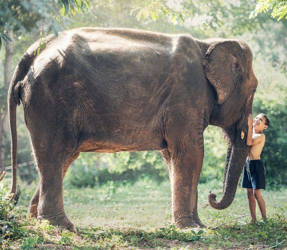 Thai elephant day: raising awareness about the importance of elephant conservation โรงแรม ริว่า อรุณ กรุงเทพฯ กรุงเทพมหานคร